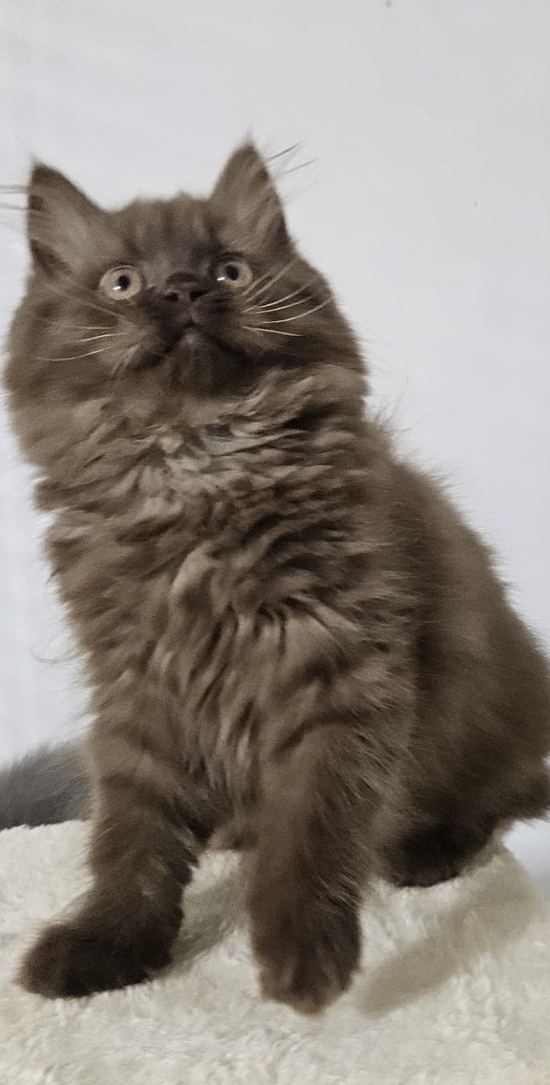 Fetiță Chocolate Longhair