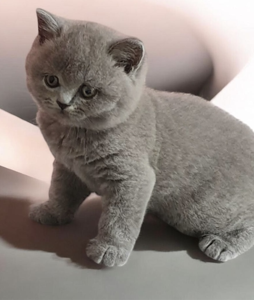 Fetiță Blue Shorthair