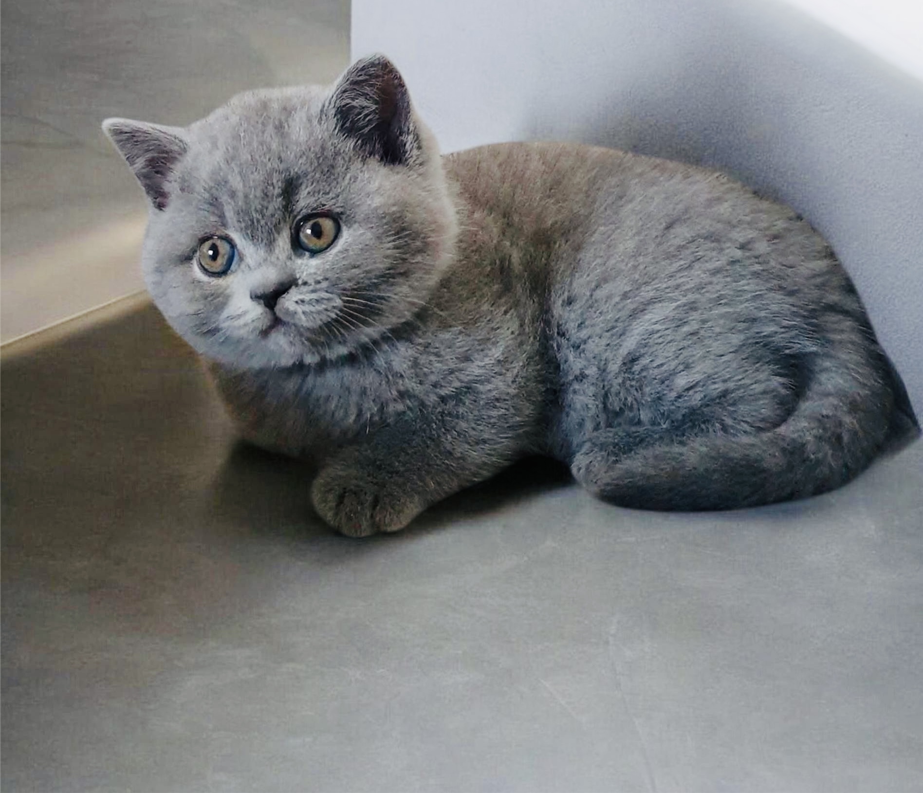 Fetiță Blue Shorthair