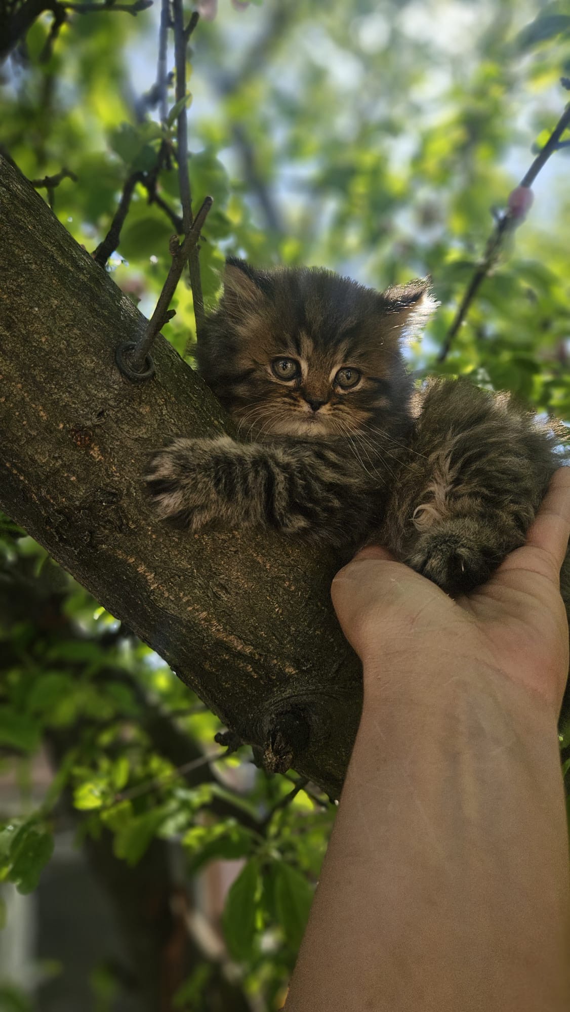 Fetiță Black Ticked Tabby