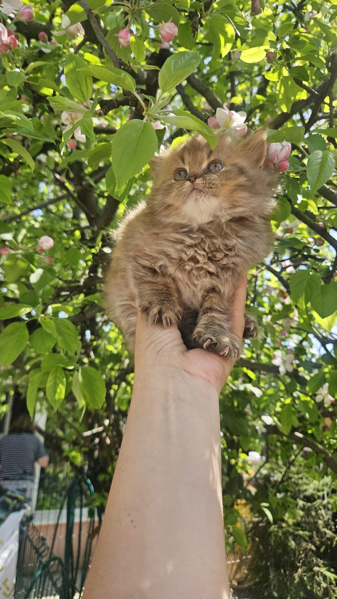 Băiețel Cinnamon Golden