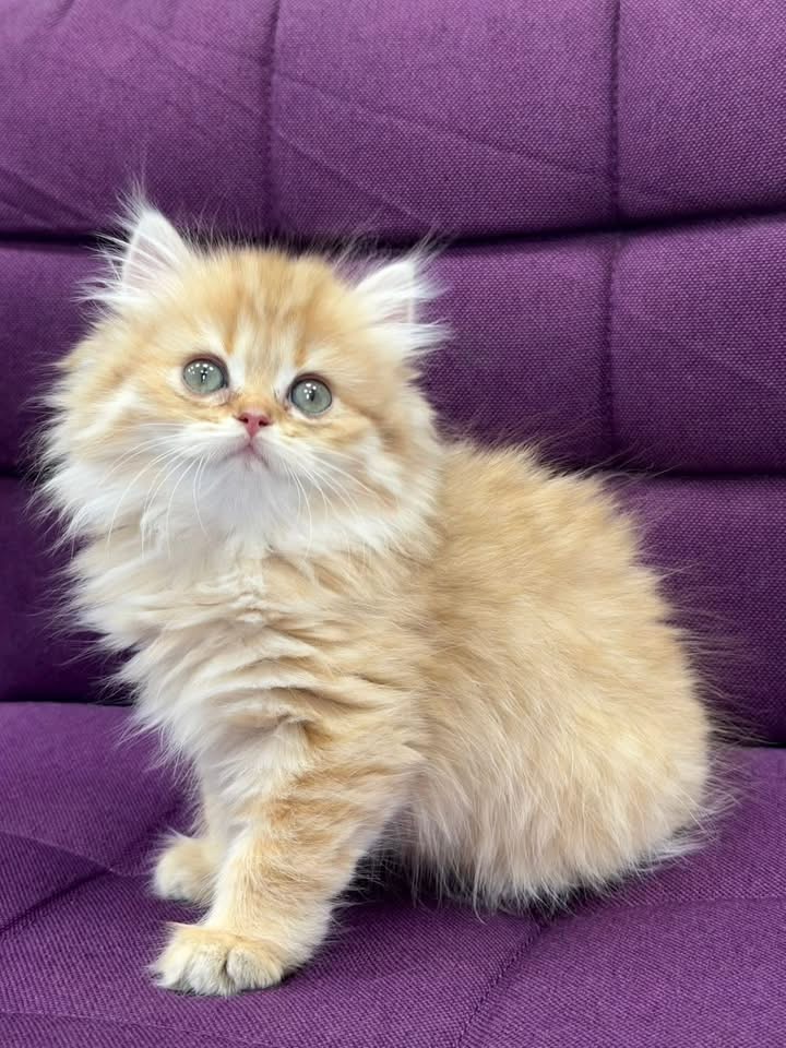 Fetiță Longhair