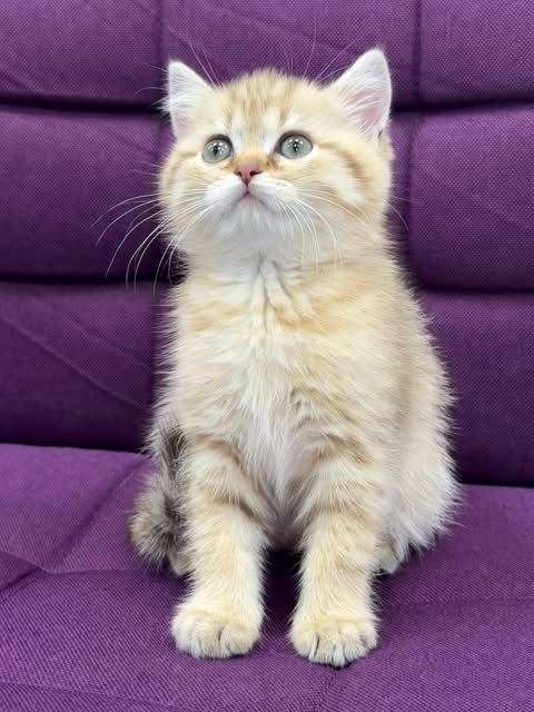 Fetiță Shorthair