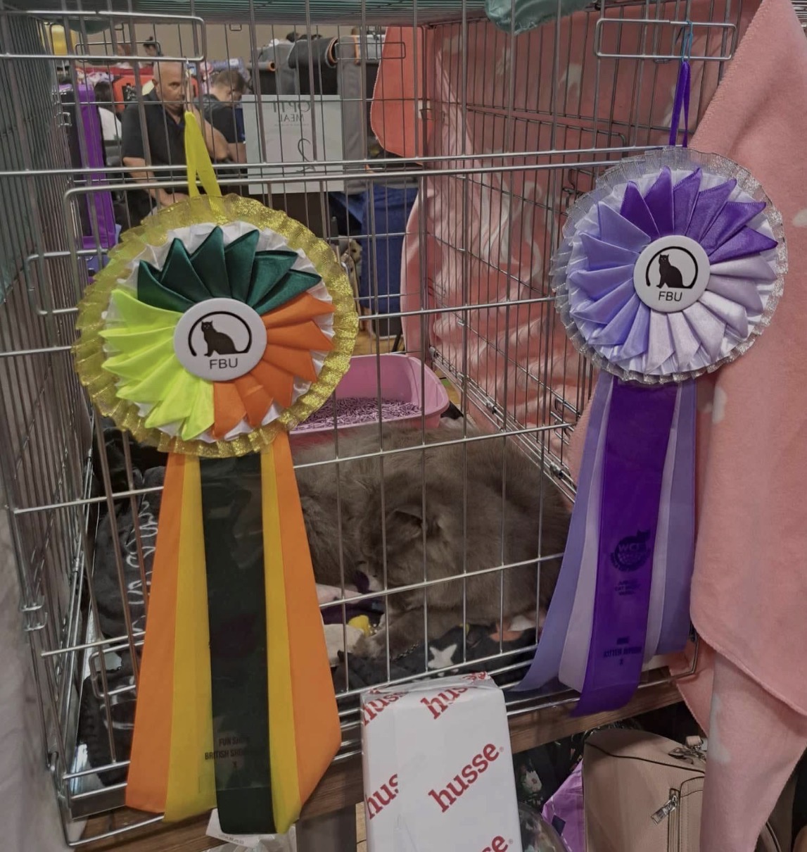 FBU — British Shorthair & Kitten rosettes