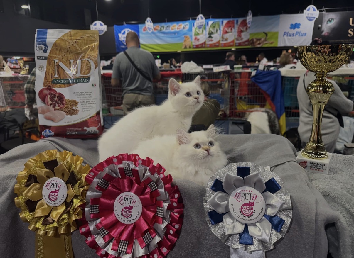 Best in Show