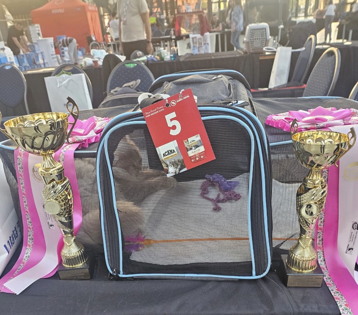 Bucharest International Show — Best in Show Junior