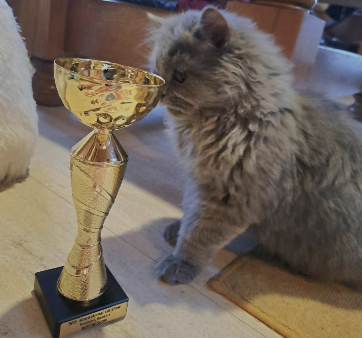 WCF International Cat Show Timișoara — Best in Show